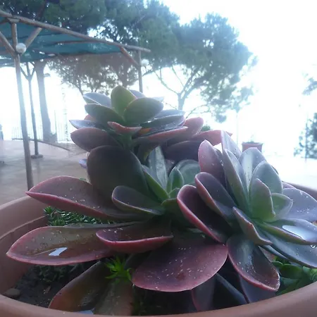 Alba Tra I Pini 체팔루