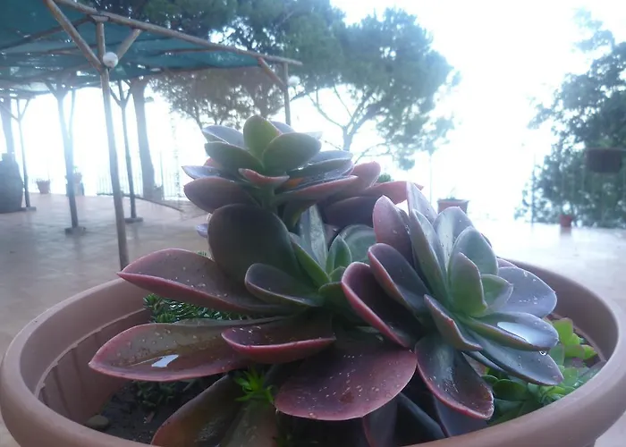 Alba Tra I Pini צ'פאלו